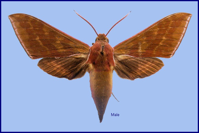 Male Rhagastis gloriosa. Photo: © NHMUK