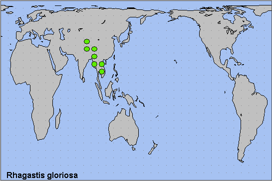 Global distribution of Rhagastis gloriosa. Map: © NHMUK.