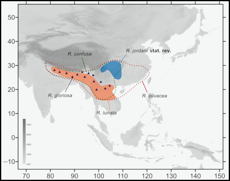 Global distribution of Rhagastis gloriosa. Map: © Jiang et al., 2024.