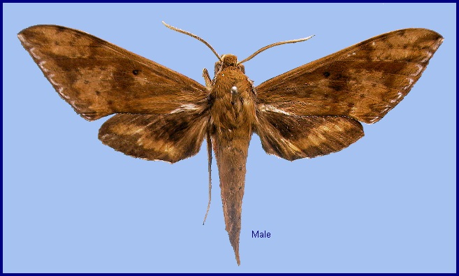 Male Rhagastis lunata. Photo: © NHMUK