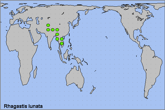 Global distribution of Rhagastis lunata. Map: © NHMUK.