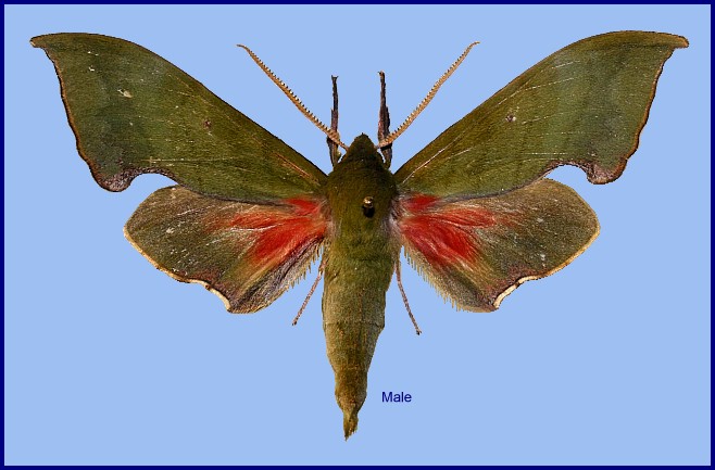 Male Rhodoprasina corolla, Songluohe, Daba Shan, Hubei, China. HOLOTYPE of Rhodoprasina mateji. Photo: © Ronald Brechlin.