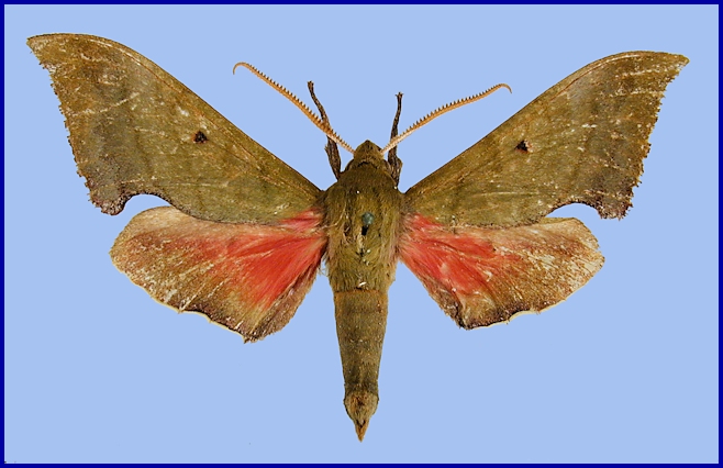 Male Rhodoprasina corolla (upperside), Xinyi, Datian Ding, Yunwu Shan, Guangdong, China, 1600m, i.2007. HOLOTYPE of Rhodoprasina minoris. Photo: © Ronald Brechlin.