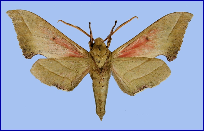 Male Rhodoprasina corolla (underside), Xinyi, Datian Ding, Yunwu Shan, Guangdong, China, 1600m, i.2007. HOLOTYPE of Rhodoprasina minoris. Photo: © Ronald Brechlin.