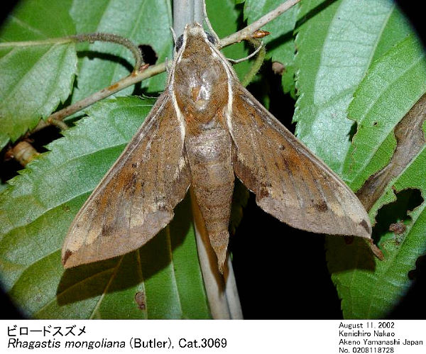 Resting Rhagastis mongoliana, Japan. Photo: © Kenichiro Nakao.