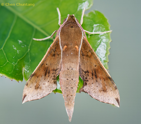 Adult Rhagastis mongoliana, Kuocang Mountain Nature Reserve, Zhejiang, China, 21.v.2015. Photo: © Chen Chuntang.