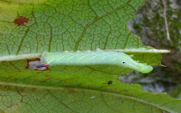Third instar larvae of Rhagastis mongoliana, Jade Emperor Hill, West Lake, Hangzhou, Zhejiang, China, 11.ix.2016. Photo: © Tony Pittaway.