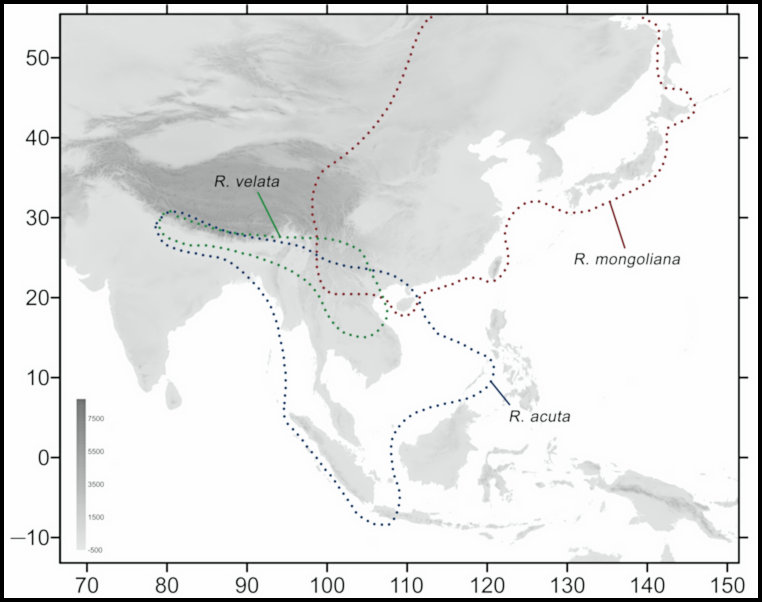 Global distribution of Rhagastis mongoliana. Map: © Jiang et al., 2024.