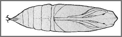 Pupa of Rhagastis mongoliana. Image: Mell, 1922b