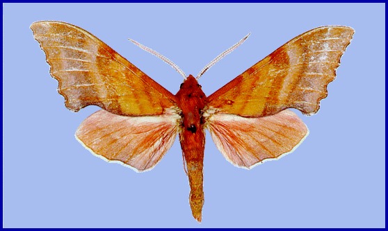 Male Rhodoprasina nanlingensis, Nanling National Forest Park, near Shaoguan, Guangdong, China. HOLOTYPE. Photo: © Kishida & Wang, 2003.