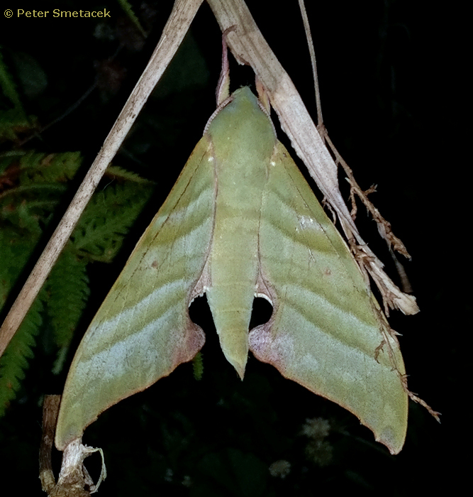 Rhodoprasina nenulfascia, Mishmi Hills, Arunachal Pradesh, India, 2300m, 28.16.47N 95.54.44E, 12.xi.2020. Photo: © Peter Smetacek.