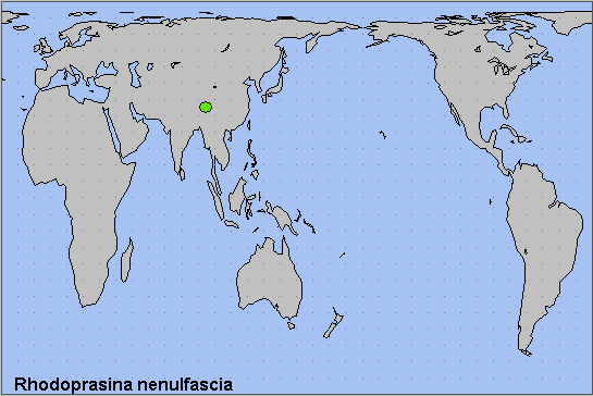 Global distribution of Rhodoprasina nenulfascia. Map: © NHMUK.