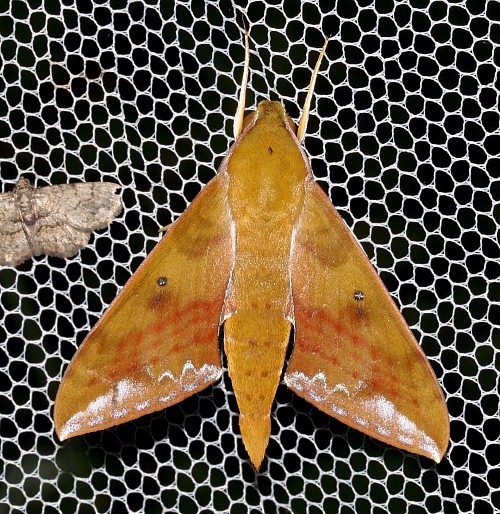 Male Rhagastis olivacea, Dayao Shan, Guangxi, China. Photo: © Viktor Sinjaev