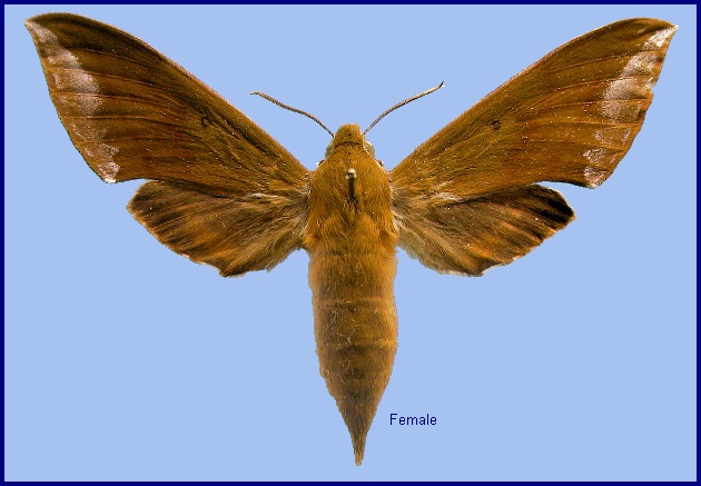 Female Rhagastis olivacea. Photo: © NHMUK