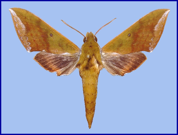 sphingidae-of-the-eastern-palaearctic-rhagastis-olivacea