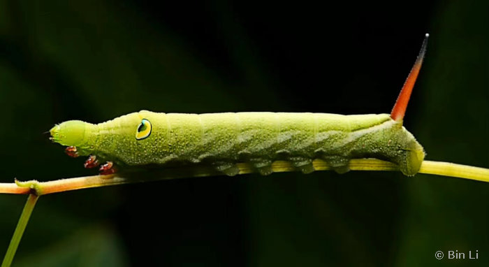 Fourth instar larva of Rhagastis olivacea, Nanling, Guangdong, China. Photo: © Bin Li.