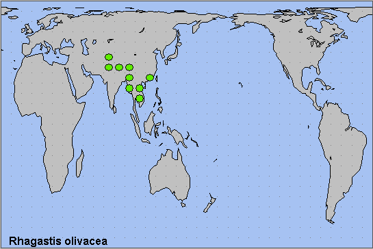 Global distribution of Rhagastis olivacea. Map: © NHMUK.