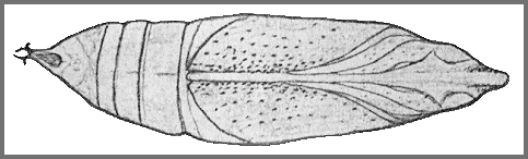 Pupa of Rhagastis olivacea. Image: Mell, 1922b