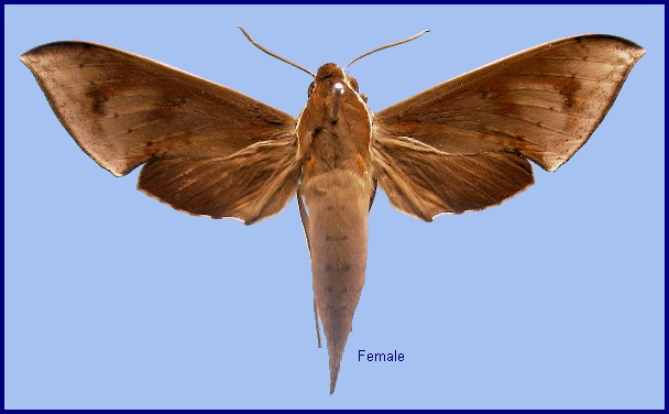 Female Rhagastis rubetra. Photo: © NHMUK