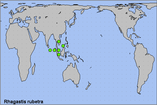 Global distribution of Rhagastis rubetra. Map: © NHMUK.