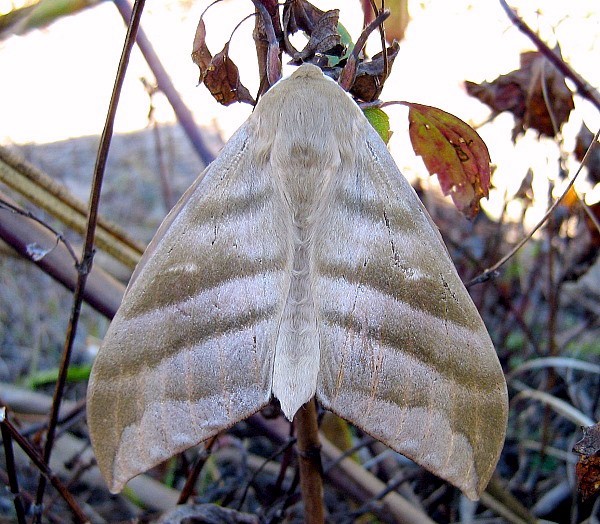 Fresh adult Rhodambulyx schnitzleri, Doi Pha Hom Pok, Chiang Mai, Thailand, 20.ii.2007, 2100m. Photo: © Thomas Ihle.