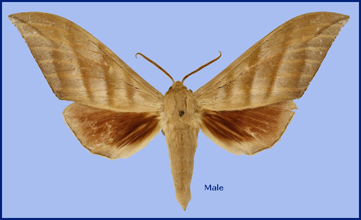 Male Rhodambulyx schnitzleri, Doi Inthanon, Chiang Mai, Thailand. Photo: © NHMUK