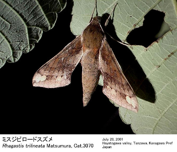 Resting Rhagastis trilineata, Japan. Photo: © Kenichiro Nakao.