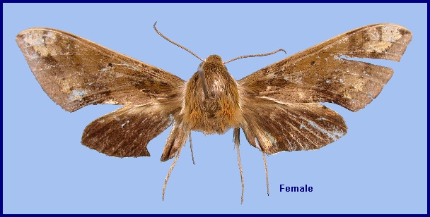 Female Rhagastis trilineata. Photo: © NHMUK