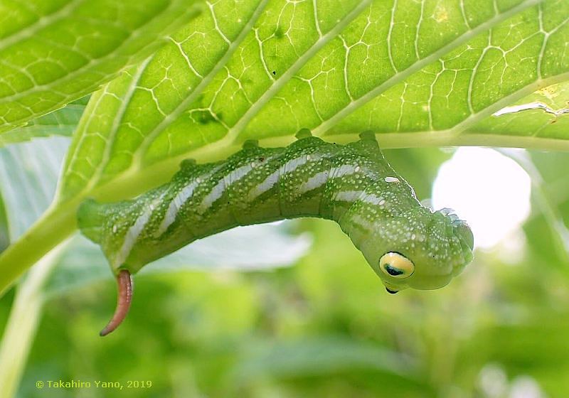 Final instar larva of Rhagastis trilineata on Hydrangea macrophylla, Agano, Saitama, Honshu, Japan, 800m, 14.ix.2019. Photo: © Takahiro Yano, 2019.