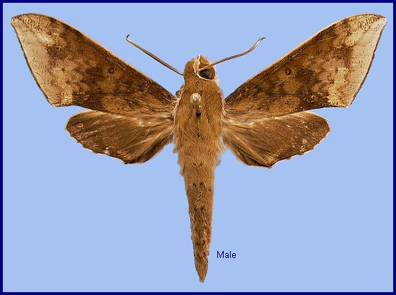 Male Rhagastis velata. Photo: © NHMUK