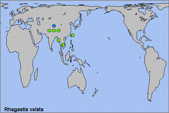Global distribution of Rhagastis velata. Map: © NHMUK.