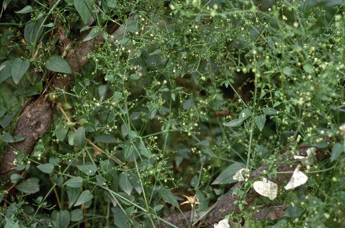 Rubia cordifolia, Beijing, China. Photo: © Tony Pittaway.