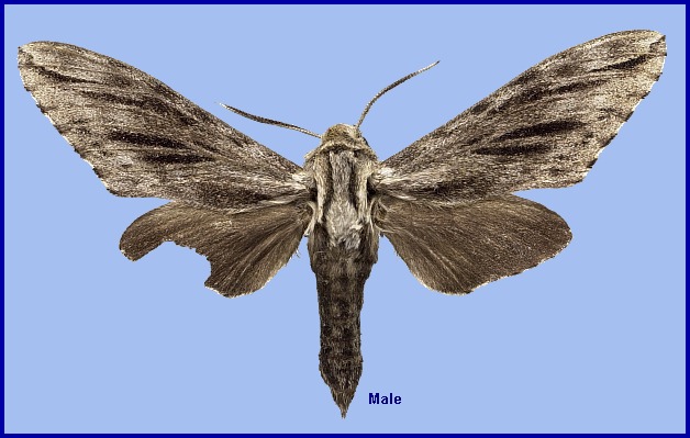 Male Hyloicus crassistriga, Hokkaido, Japan. Photo: © NHMUK