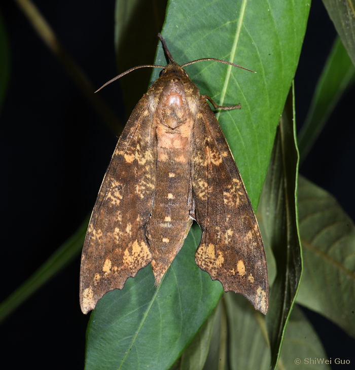 Female Smerinthulus baonganae, Ya'an, Sichuan, China, 2023. Photo: © Guo ShiWei.