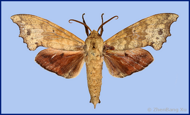 Male Smerinthulus baonganae (upperside), Ya'an, Sichuan, China. Photo: © Xu ZhenBang.