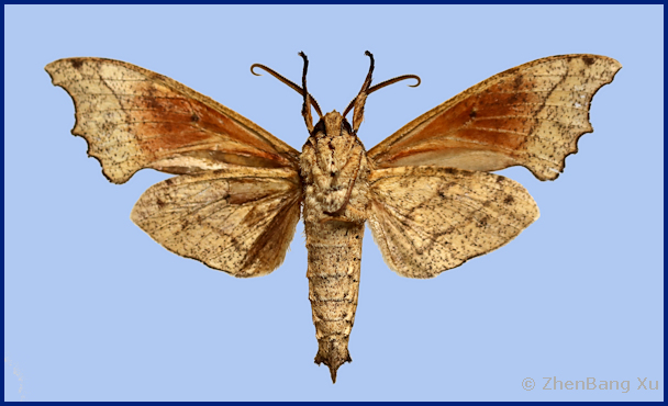 Male Smerinthulus baonganae (underside), Ya'an, Sichuan, China. Photo: © Xu ZhenBang.