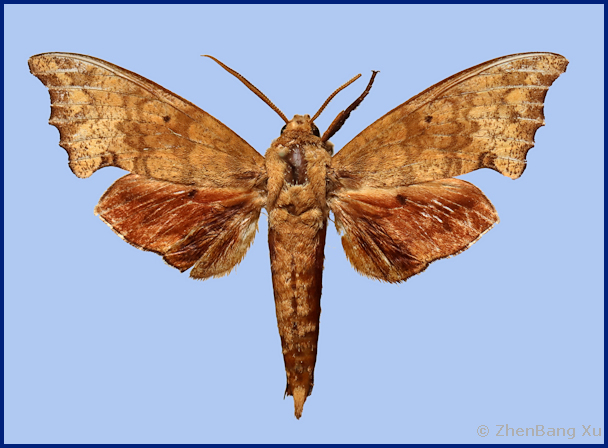 Male Smerinthulus baonganae (upperside), Yiyang, Hunan, China. Photo: © Xu ZhenBang.