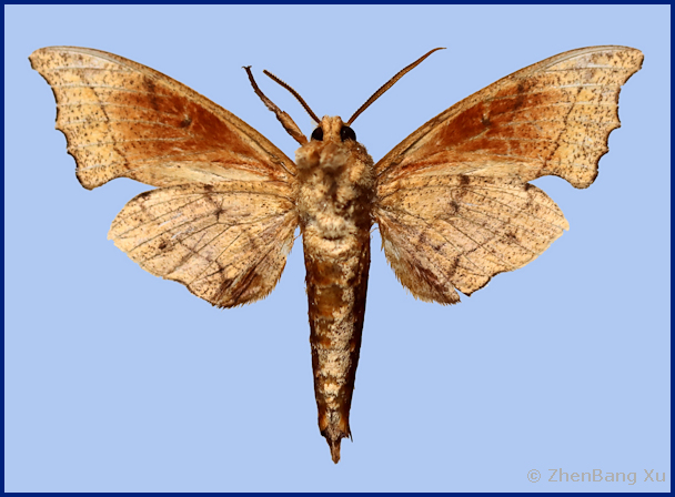 Male Smerinthulus baonganae (underside), Yiyang, Hunan, China. Photo: © Xu ZhenBang.