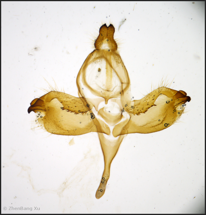 Male genitalia Smerinthulus baonganae, Yiyang, Hunan, China. Photo: © Xu ZhenBang.