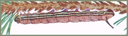 Final instar larva of Hyloicus centrovietnama. Image: Mell, 1922b
