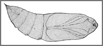 Pupa of Sphinx caligineus brunnescens. Image: Mell, 1922b