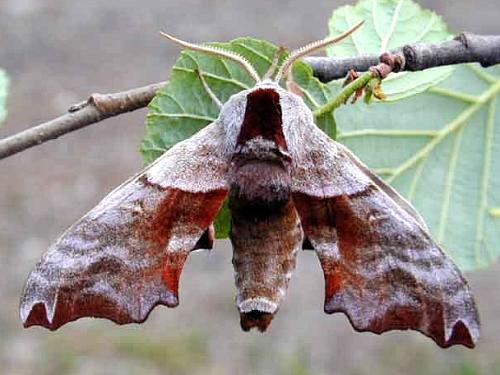 Male Smerinthus caecus, Transbaikalia, Russia. Photo: © Oleg Korsun