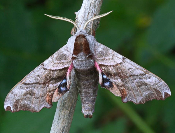 Alarmed male Smerinthus caecus, Kravtsovka, Khasan District, Primorskiy Krai, Russian Far East, 1.vii.2014. Photo: © Evgenij Komarov.