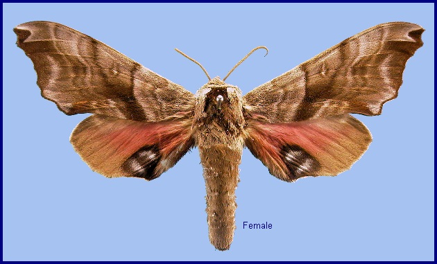 Female Smerinthus caecus. Photo: © NHMUK