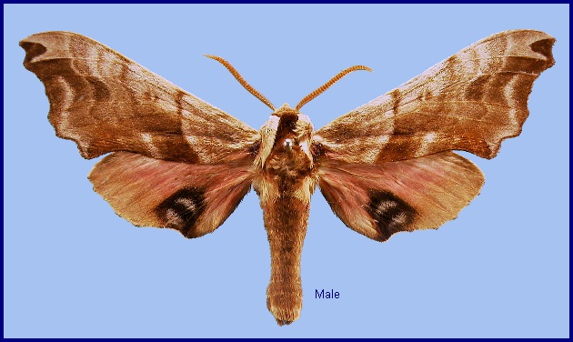 Male Smerinthus caecus. Photo: © NHMUK