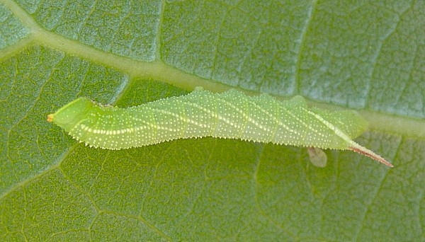 Second instar larva of Smerinthus caecus, Siberia, Russia. Photo: © Tony Pittaway.