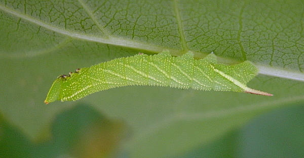 Third instar larva of Smerinthus caecus, Siberia, Russia. Photo: © Tony Pittaway.