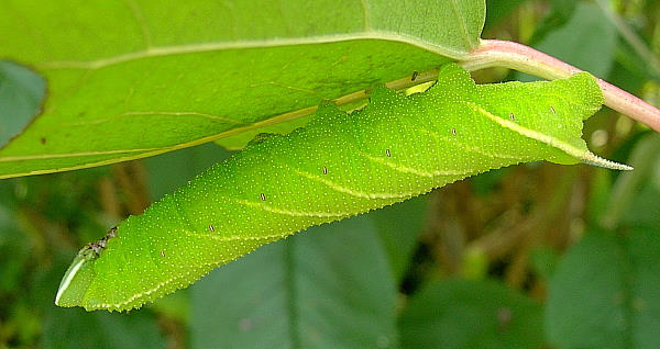 Final (fifth) instar pale green form larva of Smerinthus caecus, Siberia, Russia. Photo: © Tony Pittaway.