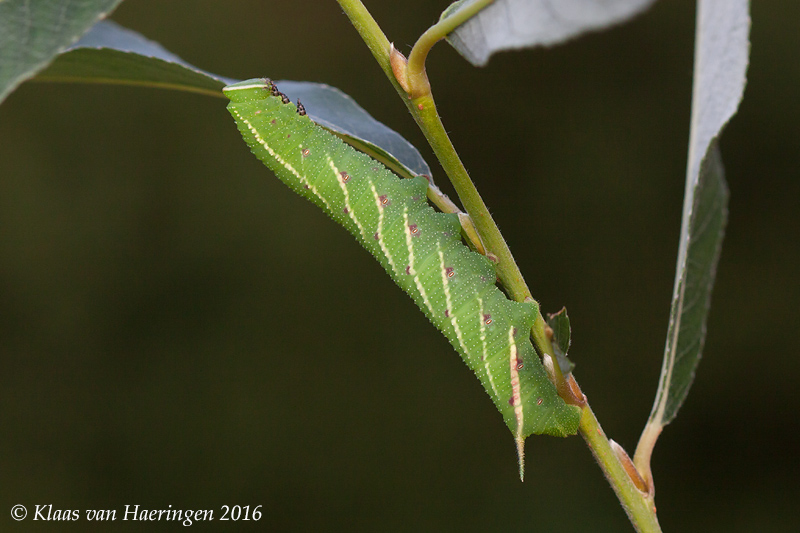 Final (fourth) instar medium green form larva of Smerinthus caecus, Primorskiy Krai, Russia, 2016. Photo: © Klaas van Haeringen.