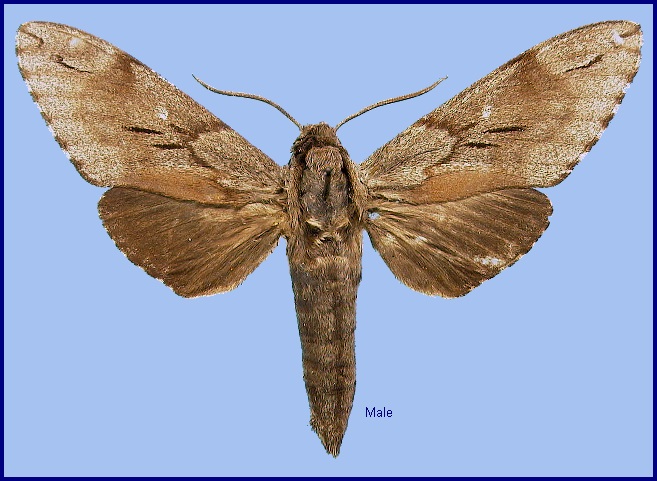 Male Hyloicus caligineus caligineus. Photo: © NHMUK